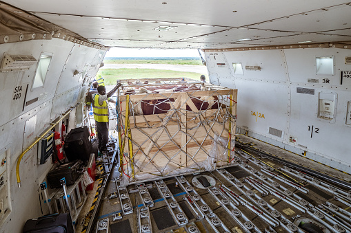 Garoua, Cameroon - October 3rd 2020: A high-loader offloads a transport box with cattle, while the next one is waiting for being offloaded just at the edge of the fuselage of the Jumbo Jet. This picture was taken inside the cargo hold showing that transport box being offloaded next.