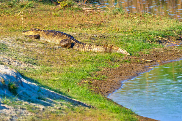 istock Mugger Crocodile, Royal Bardia National Park, Nepal 1279318397