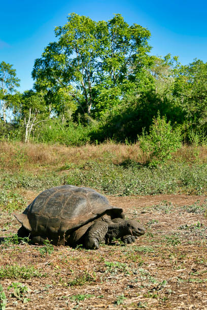istock Galapagos Giant Tortoise, Galapagos National Park, Ecuador 1279318411