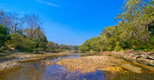 istock Riverine Forest and River, Royal Bardia National Park, Nepal 1279318444