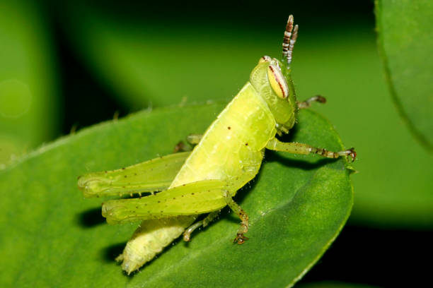 istock Tropical Grasshopper, Napo River Basin, Amazonia, Ecuador 1279318451