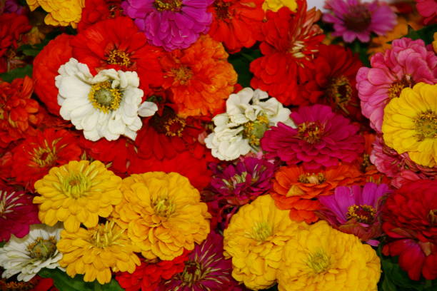 istock greeting card with space for your own text, theme flowers, suitable for different occasions and celebrations, 1279318488