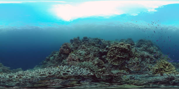 istock Coral reef with fish underwater 360VR. Panglao, Philippines 1279318779