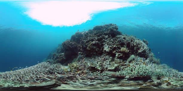 istock Coral reef and tropical fish underwater 360VR. Panglao, Philippines 1279319983