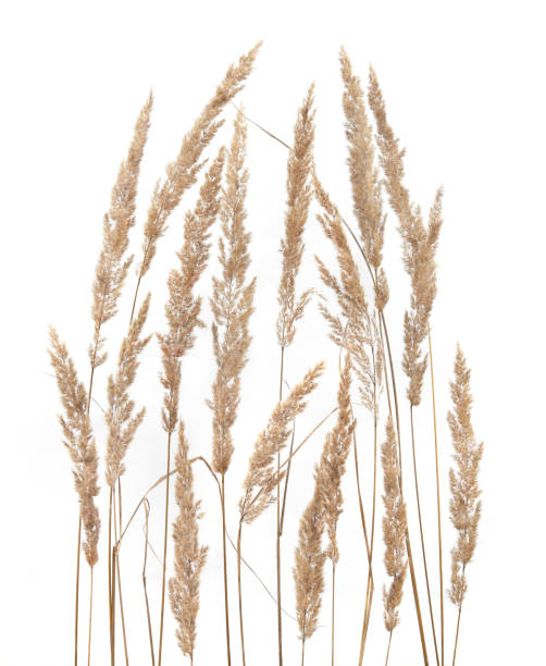 istock Dry reeds isolated on white background. 1279320332