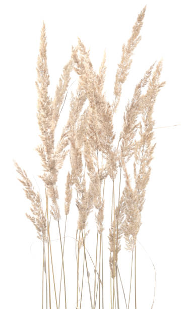 istock Dry reeds isolated on white background. 1279320430