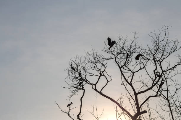 istock Silhouetted dry branches with birds in the sun. 1279321333