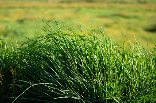 A background of a thick green grass under sunlight on wind