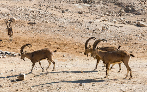 istock Wild goat (Carpa aegagrus) in stone desert above makhtesh Ramon 1279321592