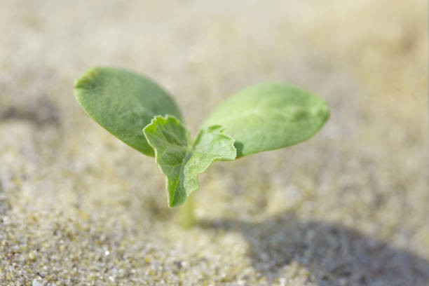 Single small plant grows on the beach on sand. Erosion concept. Environment.