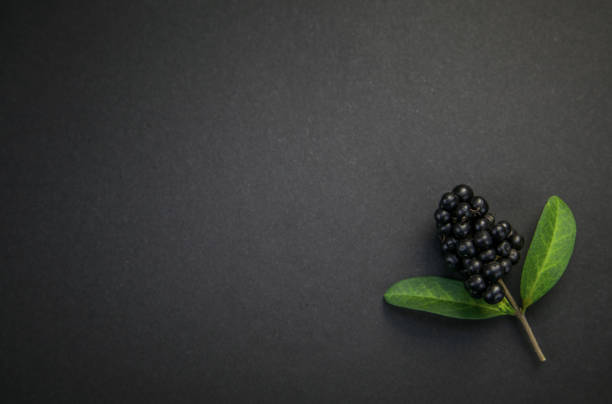 Privet ligustrum berry and leaf with copy space and black background. Perfectly usable for all nature related subjects.