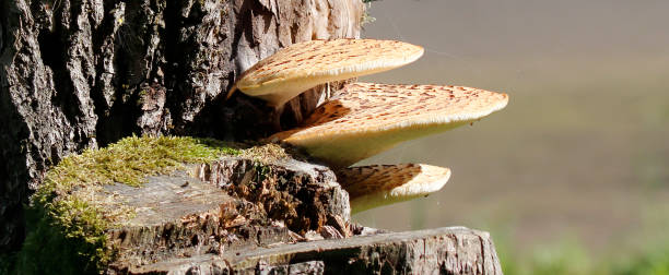 fungo di legno (polyporus squamosus) - soil saprophyte foto e immagini stock