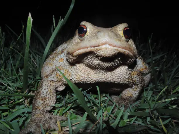 Photo of Common toad (Bufo bufo)