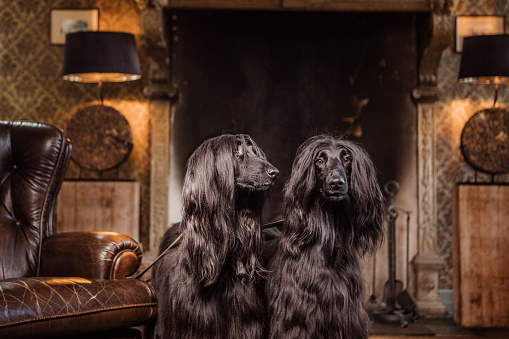 Portrait of pedigree pure breed dog inside a stately country home