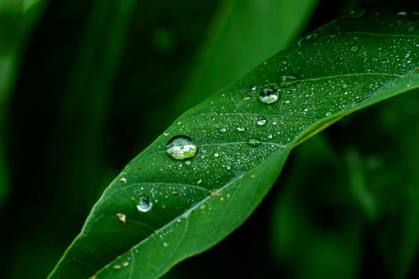 istock Sugar Apple leaves, Sweetsop,(Annona squamosa L.) Water droplets on Annona leaves, 1279331029