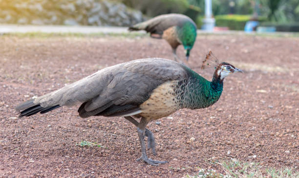 istock The peacocks are both tricky on the ground. 1279332293