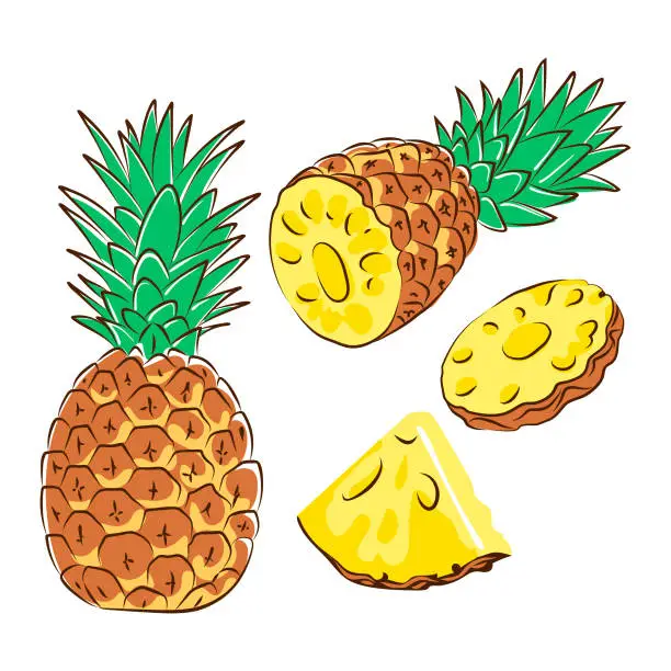 Vector illustration of pineapple, half pineapple, slices, cartoon, flat, doodle, sketch, vector image