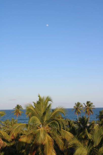 Above Tropical beach with palm trees in Bahia, northeast Brazil - Porto Seguro
