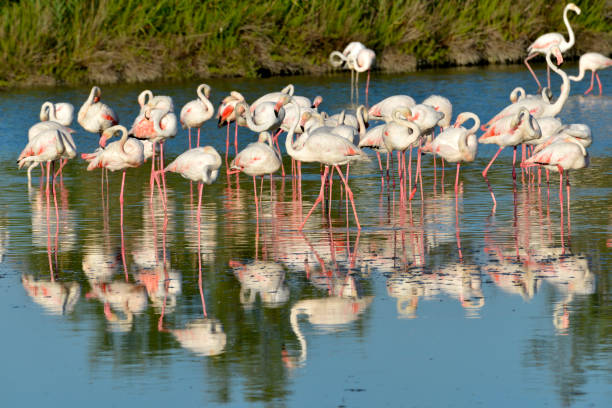 istock Group of flamingos in Camargue 1279334879