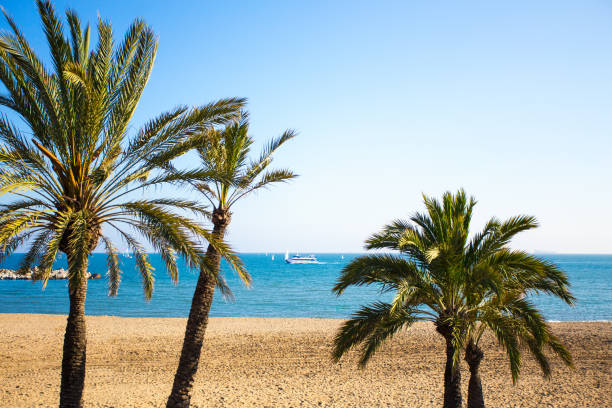 istock palm trees, summer beach and blue sky 1279337401