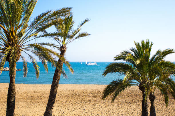 istock palm trees on summer beach in Spain 1279337402
