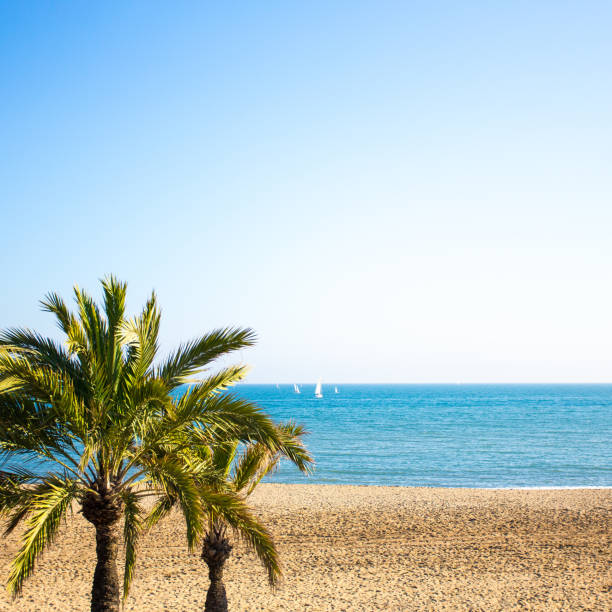 istock travel concept - palm trees, summer beach and blue sky 1279337406