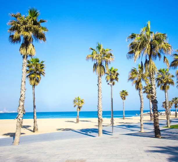 istock summer background - promenade, beach and palms 1279337432