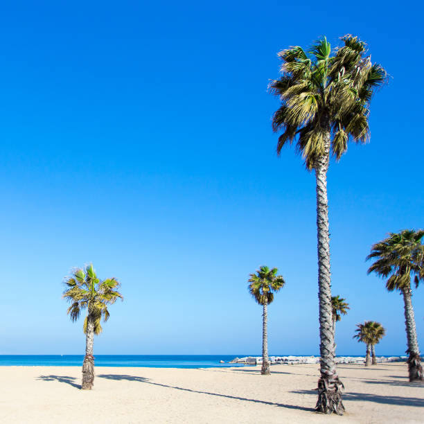 istock vacation and travel concept - palm trees on sandy beach 1279337435