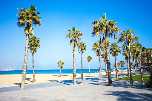 summer background - promenade, sandy beach and palms in Barcelona