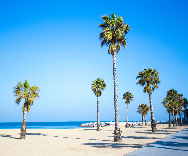 istock summer vacation concept - promenade, beach and palms 1279337440