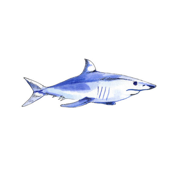 Pics Of Great White Shark Tattoos Illustrations, Royalty-Free Vector  Graphics & Clip Art - iStock