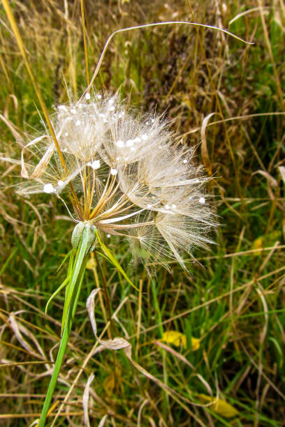 istock Snowflakes in Dandelion Fluff 1279337478