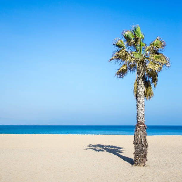 istock summer and travel concept - palm tree on sandy beach 1279337488