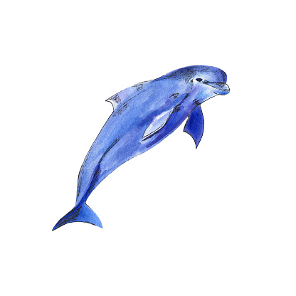 Dolphin wild mammals in a watercolor style isolated. Watercolor shark on the white background.