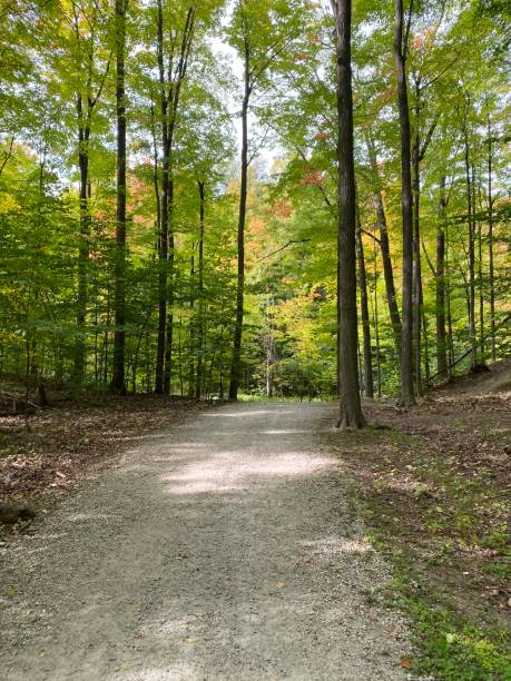 istock Beautiful trail through the woods 2 1279337973