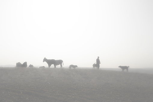 sisli gün doğumunda kahvaltı yapan çoban ve çoban eşeklerinin siluet görüntüsü. doğan güneş ile birlikte.