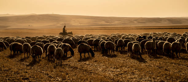 The herd of sheep was removed at birth to graze in the pasture. temperature is high and ambient in dust Koyun sürüsü, gün doğumunda otlakta otlatmak için çıkarıldı. sıcaklık yüksek ve ortam toz içinde. sarı renk ağırlıklı. donkey animal themes desert landscape stock pictures, royalty-free photos & images