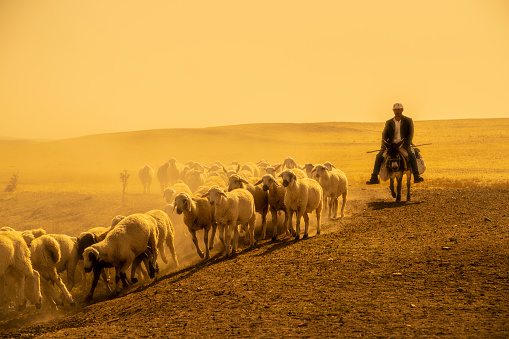 Koyun sürüsü, gün doğumunda otlakta otlatmak için çıkarıldı. sıcaklık yüksek ve ortam toz içinde. sarı renk ağırlıklı.