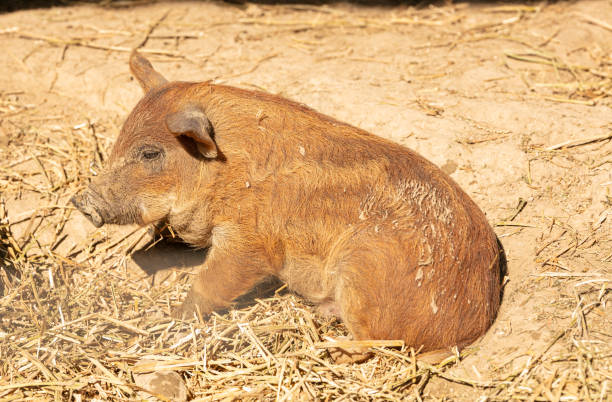 istock Wooly baby pigs 1279339981