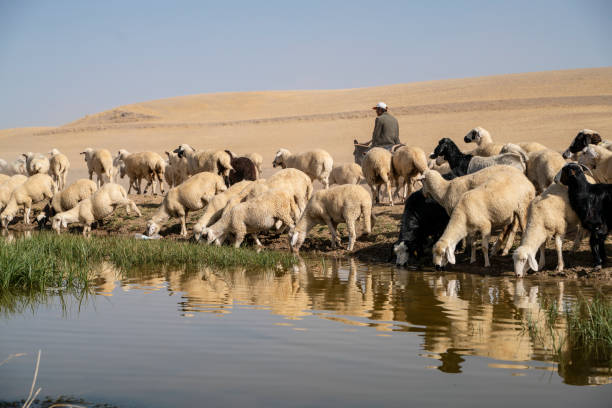 The herd of sheep was removed at birth to graze in the pasture. temperature is high and ambient in dust Koyun sürüsü, gün doğumunda otlakta otlatmak için çıkarıldı. sıcaklık yüksek ve ortam toz içinde. sarı renk ağırlıklı. donkey animal themes desert landscape stock pictures, royalty-free photos & images