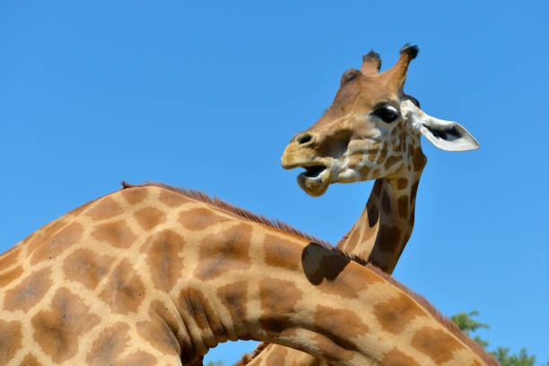 testa di giraffa su sfondo cielo blu - giraffe two dimensional shape heavy horned foto e immagini stock