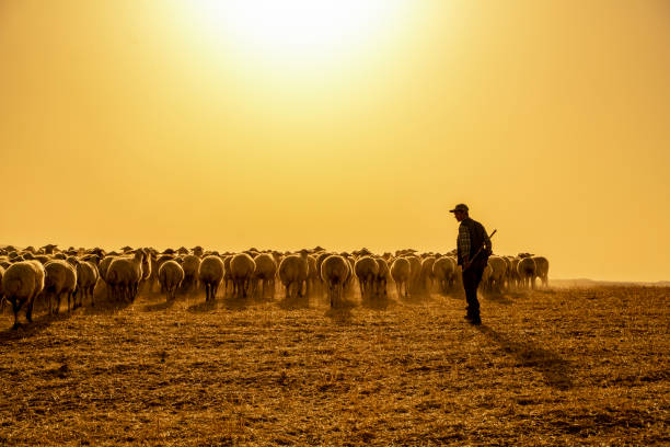 The herd of sheep was removed at birth to graze in the pasture. temperature is high and ambient in dust Koyun sürüsü, gün doğumunda otlakta otlatmak için çıkarıldı. sıcaklık yüksek ve ortam toz içinde. sarı renk ağırlıklı. shepherd stock pictures, royalty-free photos & images