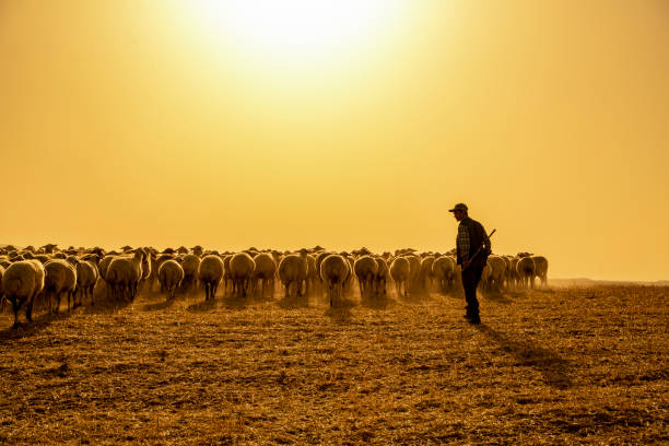 o rebanho de ovelhas foi removido ao nascer para pastar no pasto. temperatura é alta e ambiente em poeira - herder - fotografias e filmes do acervo