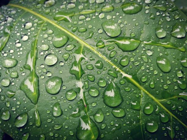 istock Close-up of green leaf with raindrops 1279340587