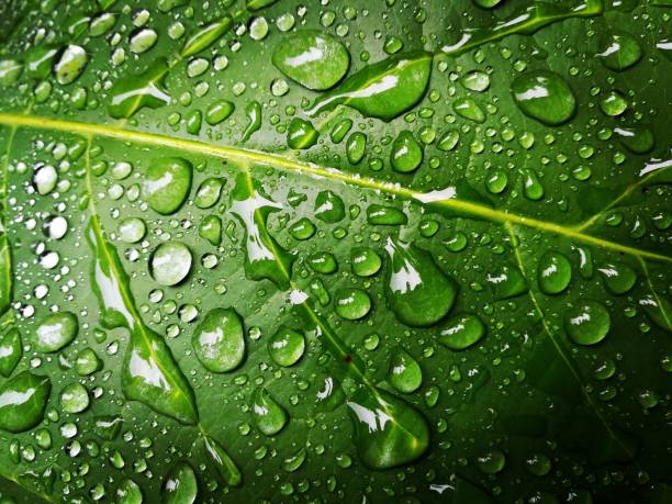 istock Close-up of green leaf with raindrops 1279340588