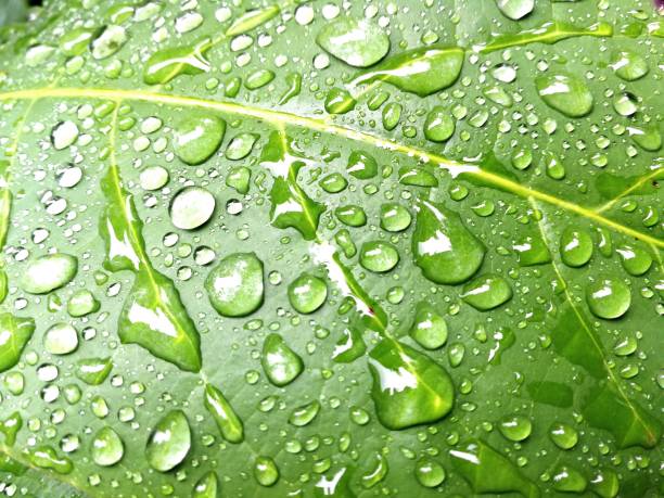 istock Close-up of green leaf with raindrops 1279340618