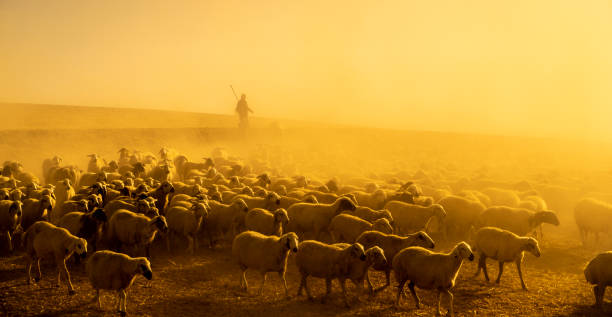 la manada de ovejas fue removida al nacer para pastar en el pasto. temperatura es alta y ambiente en el polvo - shepherds staff fotografías e imágenes de stock