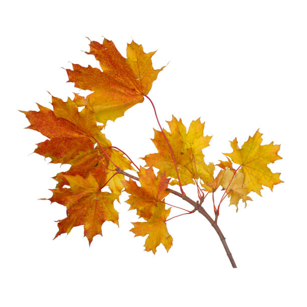 istock Branch of autumn maple leaves isolated on white background 1279341494