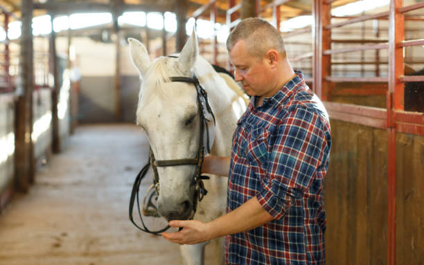 istock Positive man farmer  with white horse standing at stabling indoor 1279343000