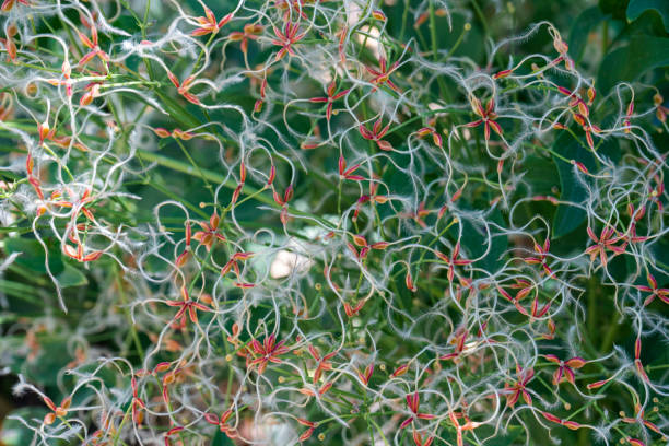 istock clematis seeds close-up as background. texture seeds 1279343009